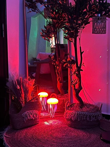 اضاءة الجلي فش المميزة